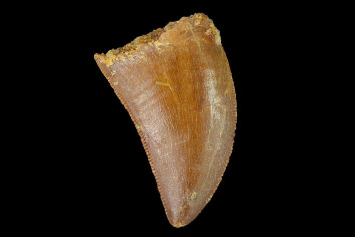 Serrated, Juvenile Carcharodontosaurus Tooth - Morocco #134987